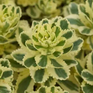 Sedum 'Atlantis'